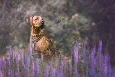 Dog by purple flowers on field