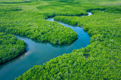 High angle view of river amidst trees