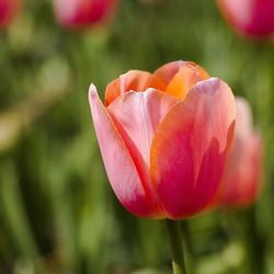 Close-up of red tulip