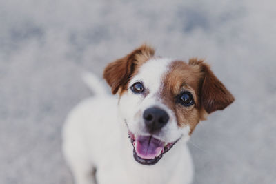 Close-up portrait of dog