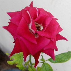 Close-up of red rose