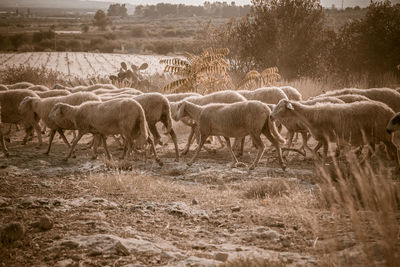 Sheep standing on field