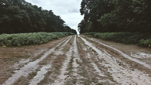 Road passing through landscape