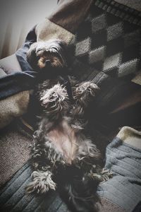 High angle view of dog relaxing on bed at home