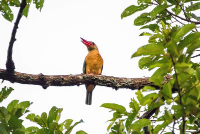 Low angle view of bird perching on branch against sky