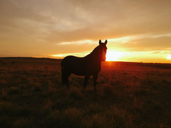 Horse standing in field during sunset