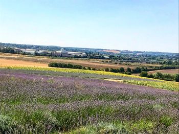 Scenic view of field against clear sky