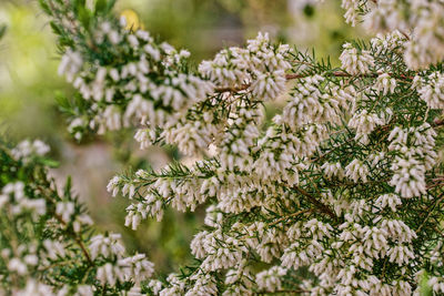 Beautiful white heather in full bloom in the munich botanical garden