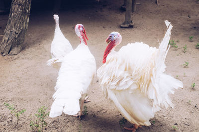 High angle view of white birds on land