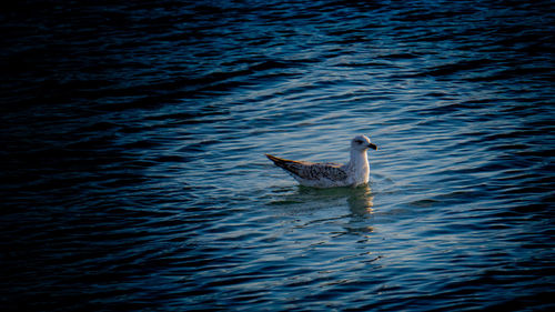 View of duck swimming in lake