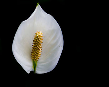 Close-up of white flower