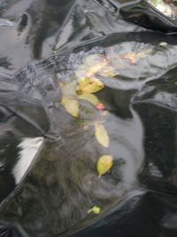 High angle view of koi fish in lake