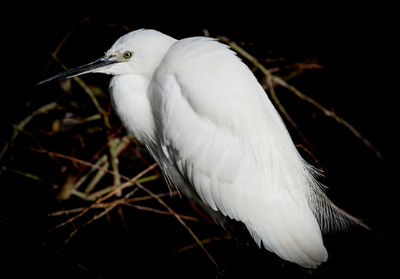 Close-up of gray heron perching on flower