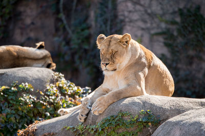 Giraffe relaxing on rock