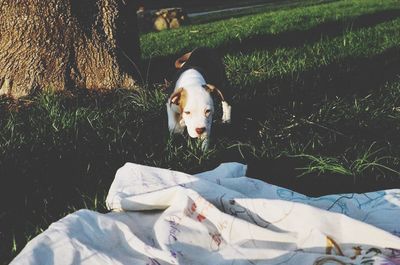 Dog on grassy field