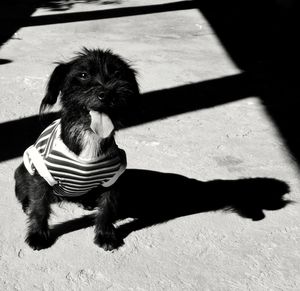 Portrait of a dog sitting on floor