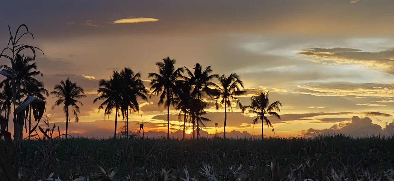 sky, sunset, plant, landscape, tree, environment, beauty in nature, cloud, nature, land, scenics - nature, tropical climate, tranquility, horizon, evening, palm tree, sun, tranquil scene, field, dawn, sunlight, no people, silhouette, twilight, dramatic sky, idyllic, outdoors, rural scene, agriculture, savanna, travel destinations, grass, crop, growth, non-urban scene, travel, back lit, orange color, summer, leaf, afterglow, water, gold, coconut palm tree, romantic sky, tourism, social issues