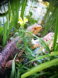 Close-up of a frog on grass