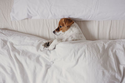 Dog lying on bed