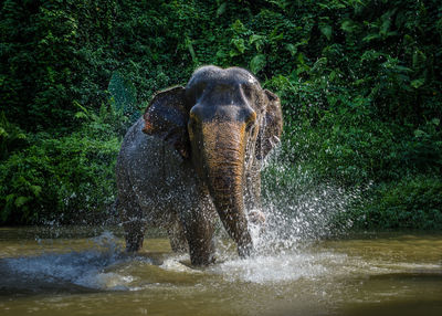 View of elephant in water