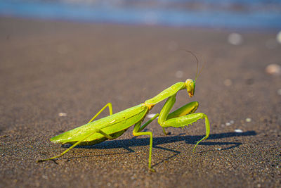 Close-up of insect on leaf