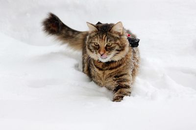 Portrait of cat on snow covered field