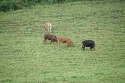 Cows grazing in a field