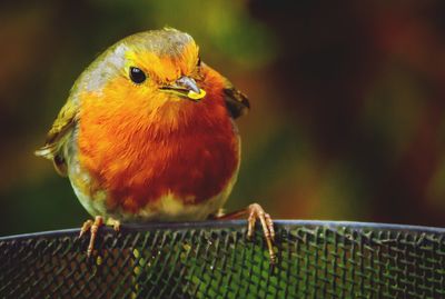 Close-up of robbin  perching on a feeder .