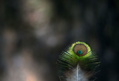 Close-up of a peacock