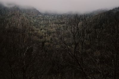 View of bare trees in foggy weather
