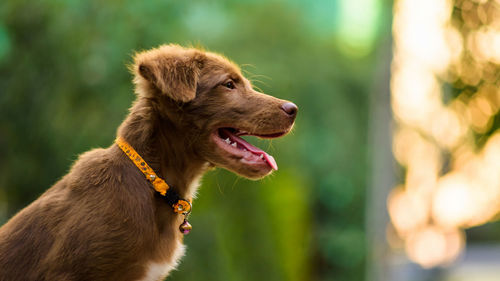 Close-up of dog looking away