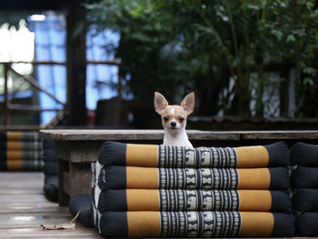 View of dog by table