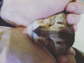 Cropped image of hand holding cat