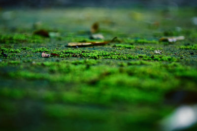 Close-up of moss on field