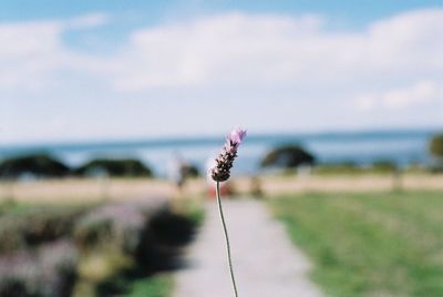 Close-up of insect on flower against sea