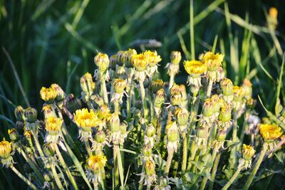 Close-up of yellow flowering plants