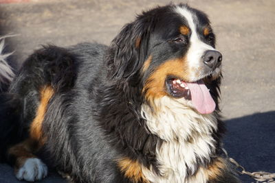 Close-up of dog looking away