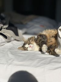 Cat sleeping on bed