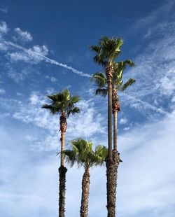 Low angle view of palm trees against blue sky