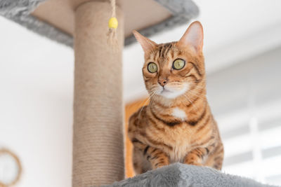 Bengal cat and furniture for cats - scratching post, in the living room.