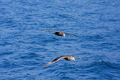 Bird flying over sea