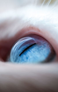 Close-up of human eye
