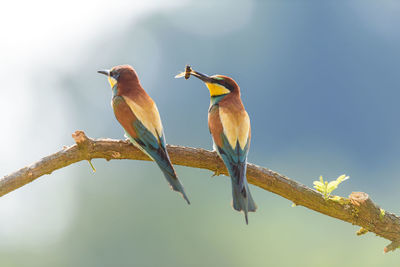 Close-up of bird perching on branch against sky