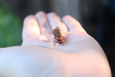 Close-up of hand holding insect