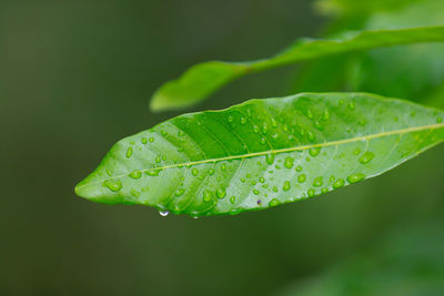 Close-up of raindrops on leaves