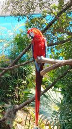 View of a bird perching on branch