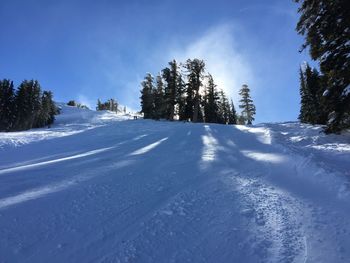 Snow covered pine trees in forest against sky