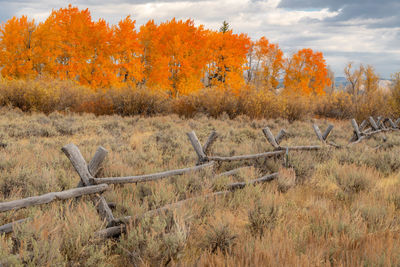 Autumn trees on field against sky