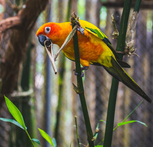 Close-up of parrot perching on tree