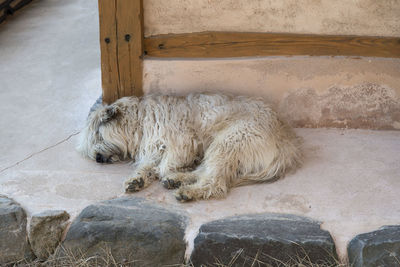 High angle view of hairy dog sleeping on passage at buddhist temple